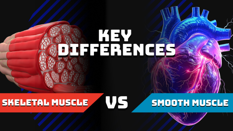 skeletal muscle vs smooth muscle